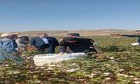 گزارش_تصویری برداشت پنبه در شهرستان مانه 